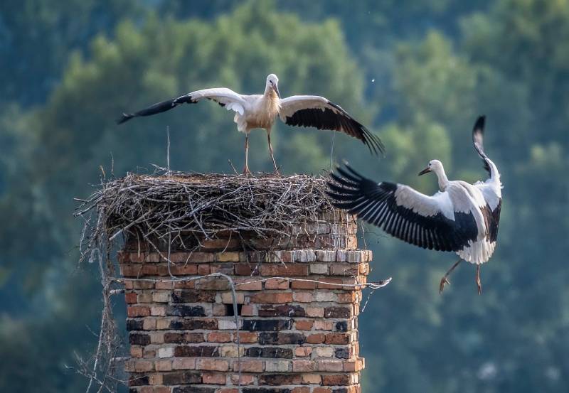 Expert Chimney Animal Removal in Scio Township, MI Professional Chimney Animal Removal Services in Scio Township, Michigan