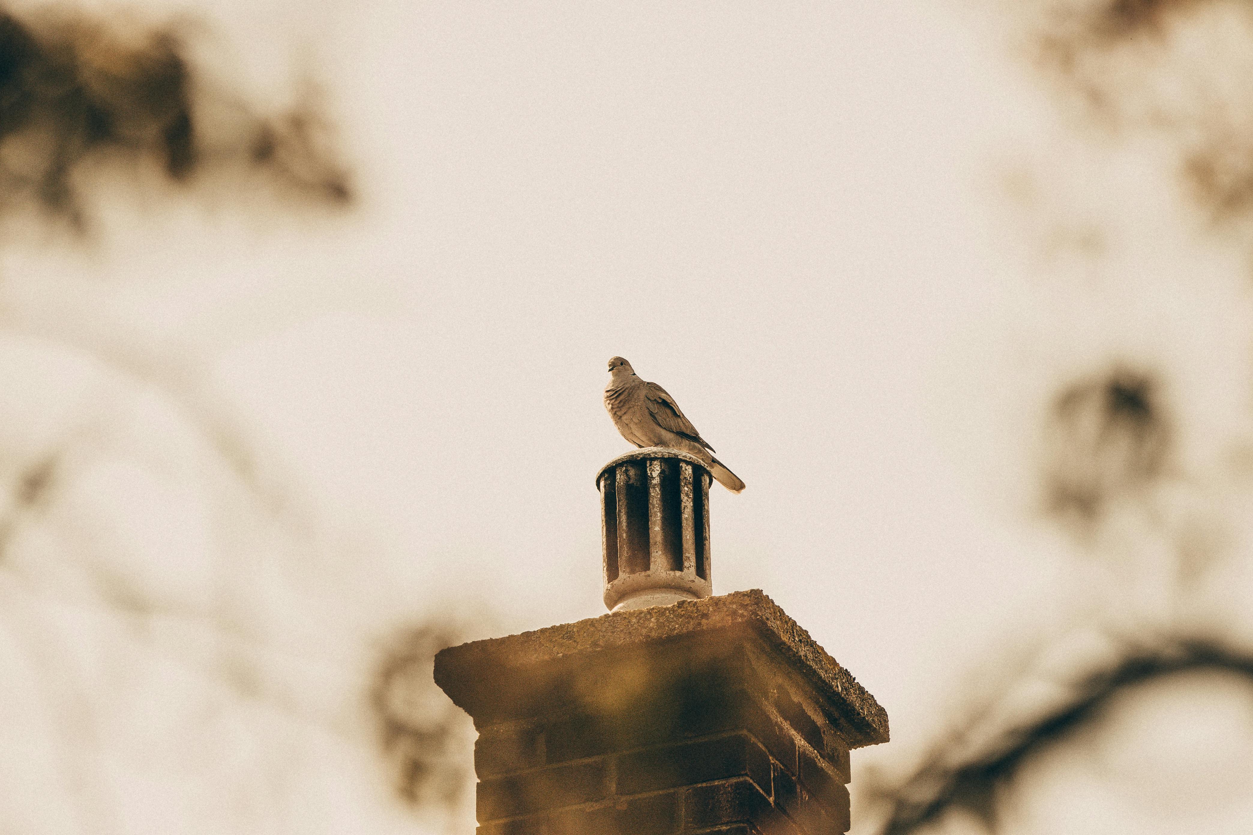 Quality Chimney Caps and Dampers Installation in Scio Township, MI Professional Chimney Cap and Damper In Scio Township Michigan